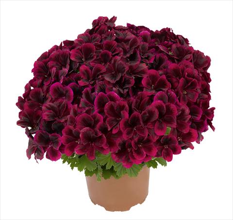Photo de variété de fleurs à utiliser comme: Pot et Plante à massif Pelargonium interspec. RED FOX Graziosa Merlot Red