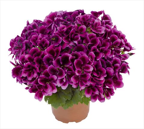 Photo de variété de fleurs à utiliser comme: Pot et Plante à massif Pelargonium interspec. RED FOX Graziosa Royal Lilac
