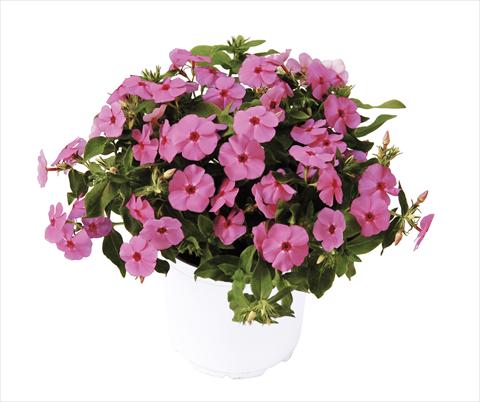 Photo de variété de fleurs à utiliser comme: Pot, Plante à massif, patio Phlox maculata RED FOX Phloxy Lady Pink