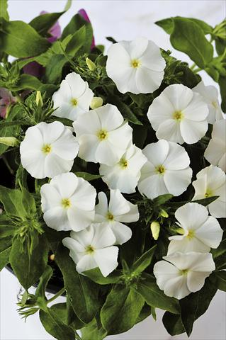 Photo de variété de fleurs à utiliser comme: Pot, Plante à massif, patio Phlox maculata RED FOX Phloxy Lady White
