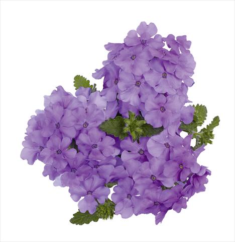 Photo de variété de fleurs à utiliser comme: Pot, Plante à massif, patio, Suspension Verbena RED FOX Empress Flair Lavender Blue