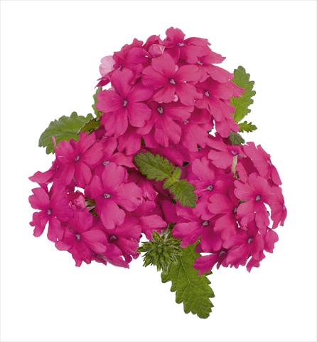 Photo de variété de fleurs à utiliser comme: Pot, Plante à massif, patio, Suspension Verbena RED FOX Empress Salmon Pink