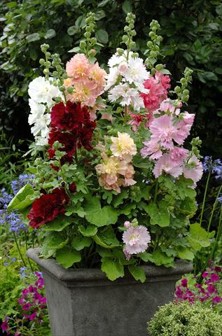 Photo de variété de fleurs à utiliser comme: Pot et Plante à massif Alcea rosea Spring Celebrities