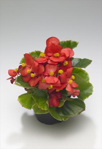 Photo de variété de fleurs à utiliser comme: Plante à massif/ plante de bordure Begonia semperflorens Monza Scarlet improved