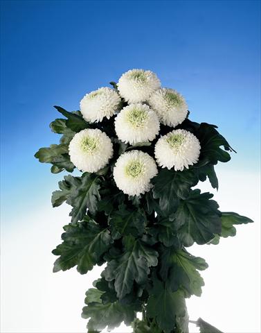 Photo de variété de fleurs à utiliser comme: Fleur coupée Chrysanthemum Boris Becker