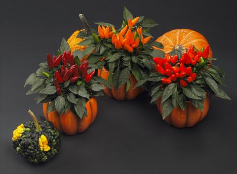 Photo de variété de fleurs à utiliser comme: Pot Capsicum annuum Salsa Halloween Mix