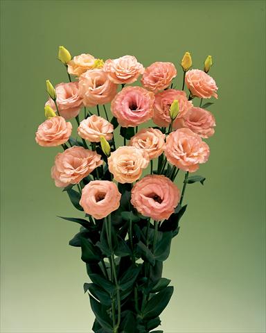 Photo de variété de fleurs à utiliser comme: Fleur coupée Lisianthus (Eustoma grandiflorum) Arena Apricot