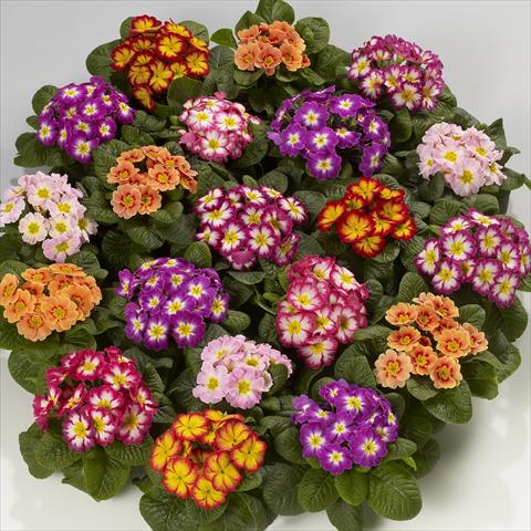 Photo de variété de fleurs à utiliser comme: Suspension / pot Primula acaulis, veris, vulgaris Mega F1 Bicolor