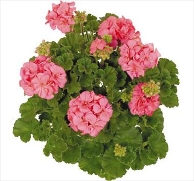 Photo de variété de fleurs à utiliser comme: Suspension / pot Pelargonium zonale Sinope