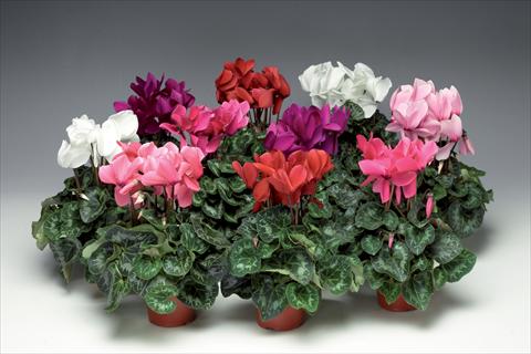 Photo de variété de fleurs à utiliser comme: Pot et Plante à massif Cyclamen persicum Perfetto F1 Uni Mix