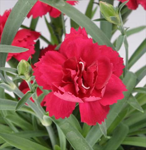 Photo de variété de fleurs à utiliser comme: Pot et Plante à massif Dianthus caryophyllus Sun Charm Red