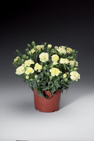 Photo de variété de fleurs à utiliser comme: Pot et Plante à massif Dianthus caryophyllus Sun Charm Yellow