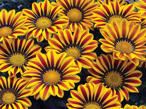 Photo de variété de fleurs à utiliser comme: Pot et Plante à massif Gazania Big Kiss Yellow Flame