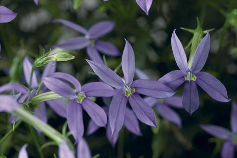 Photo de variété de fleurs à utiliser comme: Pot, Plante à massif, patio, Suspension Laurentia Astro Blue
