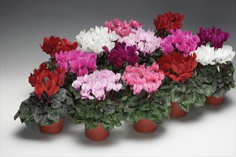 Photo de variété de fleurs à utiliser comme: Pot et Plante à massif Cyclamen persicum Zanetto Mix