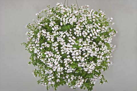Photo de variété de fleurs à utiliser comme: Pot, patio, Suspension Pelargonium peltatum Snow Cascade
