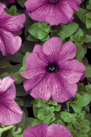 Photo de variété de fleurs à utiliser comme: Pot, patio, Suspension Petunia grandiflora Bravo® F1 Plume