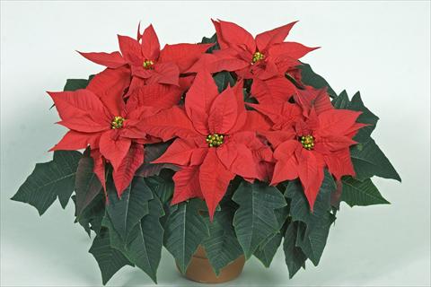 Photo de variété de fleurs à utiliser comme: Pot Poinsettia - Euphorbia pulcherrima Mira Red