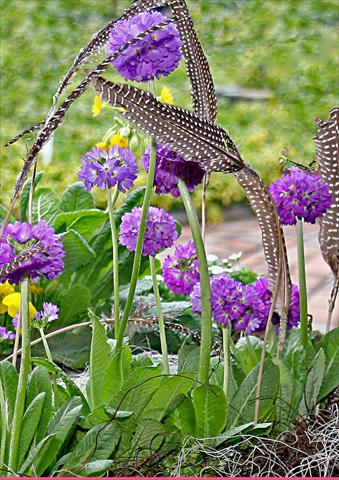 Photo de variété de fleurs à utiliser comme: Pot et Plante à massif Primula denticulata Corolla Blue