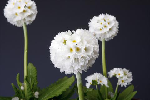 Photo de variété de fleurs à utiliser comme: Pot et Plante à massif Primula denticulata Corolla White