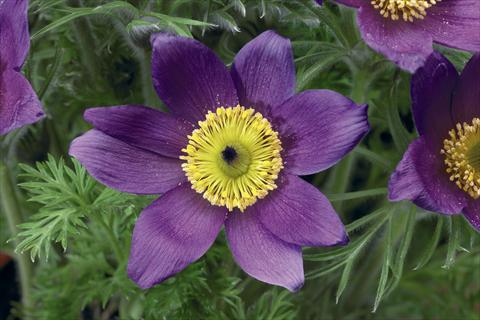 Photo de variété de fleurs à utiliser comme: Pot et Plante à massif Pulsatilla vulgaris Pinwheel Blue Violet Shades