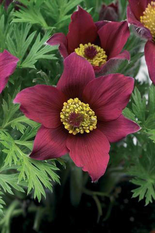 Photo de variété de fleurs à utiliser comme: Pot et Plante à massif Pulsatilla vulgaris Pinwheel Dark Red Shades