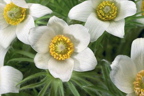 Photo de variété de fleurs à utiliser comme: Pot et Plante à massif Pulsatilla vulgaris Pinwheel White