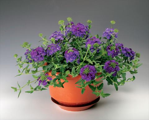 Photo de variété de fleurs à utiliser comme: Pot, patio, Suspension Verbena Lanai® Denim Blu