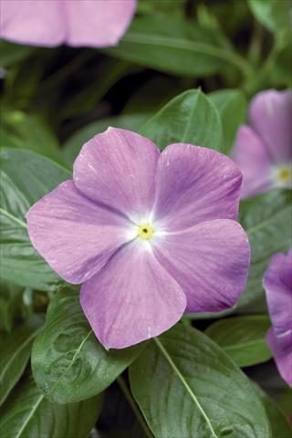 Photo de variété de fleurs à utiliser comme: Pot et Plante à massif Catharanthus roseus - Vinca Sunstorm© Light Blue