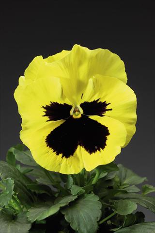 Photo de variété de fleurs à utiliser comme: Pot et Plante à massif Viola wittrockiana Delta F1 Primrose w Blotch Improved