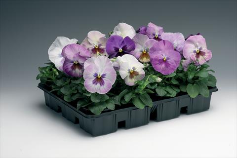 Photo de variété de fleurs à utiliser comme: Pot et Plante à massif Viola wittrockiana Delta F1 Purple Surprise
