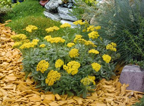 Photo de variété de fleurs à utiliser comme: Pot et Plante à massif Achillea tomentosa Goldie