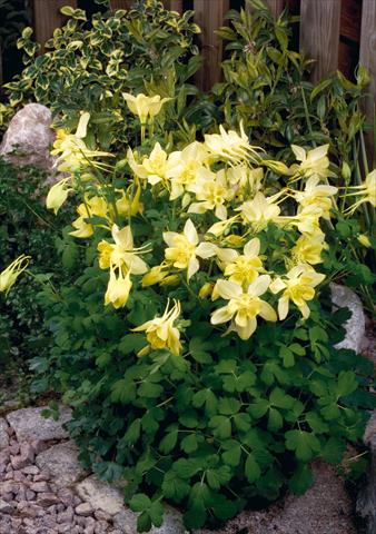 Photo de variété de fleurs à utiliser comme: Pot et Plante à massif Aquilegia hybrida Spring Magic® Yellow