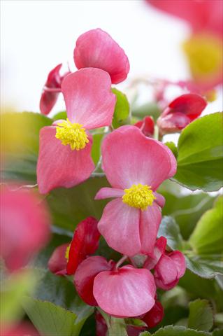 Photo de variété de fleurs à utiliser comme: Pot et Plante à massif Begonia hybrida Kazan® Red