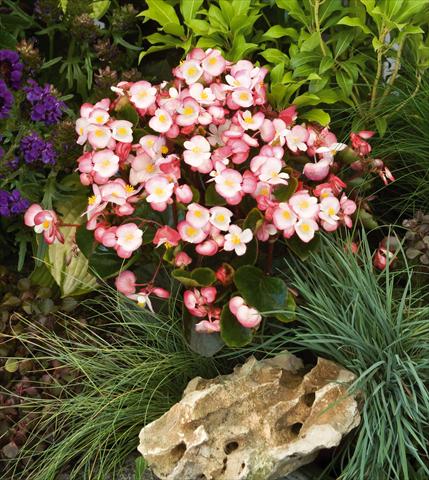 Photo de variété de fleurs à utiliser comme: Pot et Plante à massif Begonia semperflorens Super Olympia® Bicolor