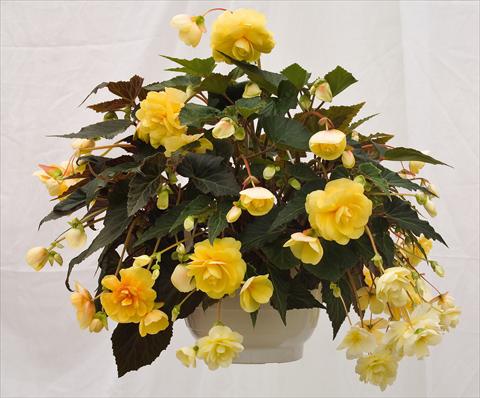 Photo de variété de fleurs à utiliser comme: Pot, Plante à massif, patio, Suspension Begonia tuberhybrida Illumination® Peaches