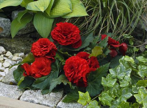 Photo de variété de fleurs à utiliser comme: Plante à massif, pot ou Suspension Begonia tuberhybrida Primary® Deep Red