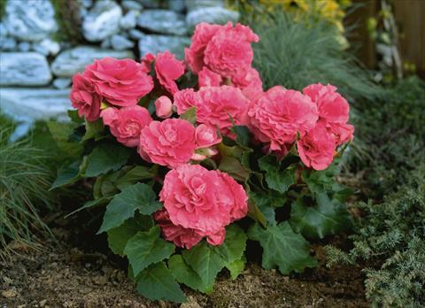 Photo de variété de fleurs à utiliser comme: Plante à massif, pot ou Suspension Begonia tuberhybrida Primary® Pink Shades