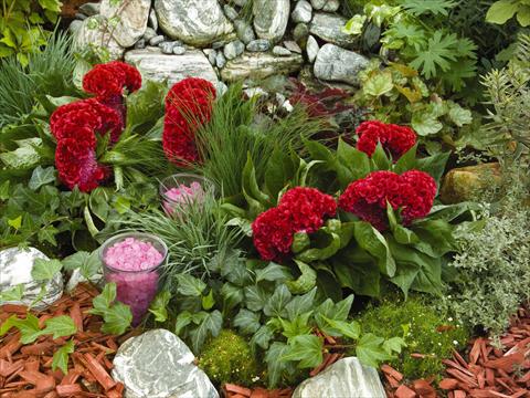 Photo de variété de fleurs à utiliser comme: Pot et Plante à massif Celosia cristata Amigo Red