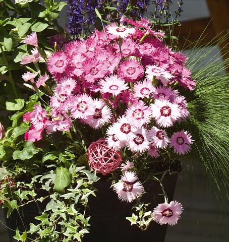 Photo de variété de fleurs à utiliser comme: Pot et Plante à massif Dianthus gratianapolitanus Flavora Rose Shades