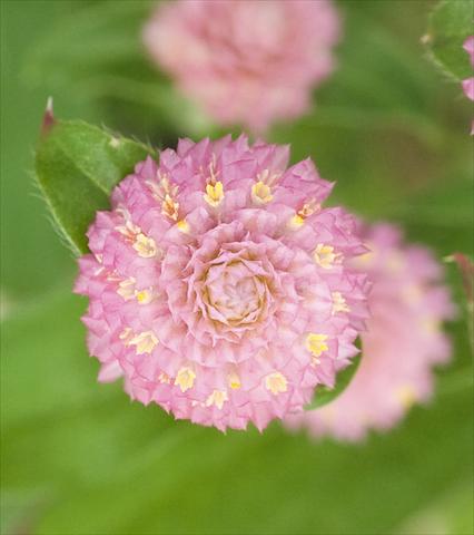 Photo de variété de fleurs à utiliser comme: Pot et Plante à massif Gomphrena globosa Las Vegas Pink
