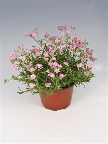 Photo de variété de fleurs à utiliser comme: Pot, Plante à massif, patio Gypsophila repens Filou Rose