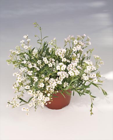 Photo de variété de fleurs à utiliser comme: Pot, Plante à massif, patio Gypsophila repens Filou White