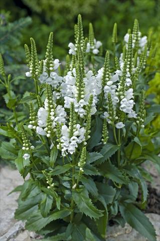 Photo de variété de fleurs à utiliser comme: Pot et Plante à massif Physostegia virginiana Crystal Peak White