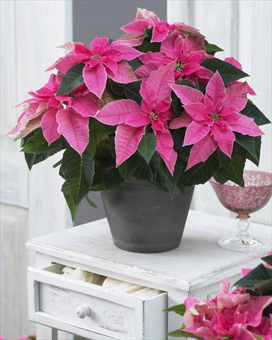 Photo de variété de fleurs à utiliser comme: Pot Poinsettia - Euphorbia pulcherrima Princettia® Hot Pink