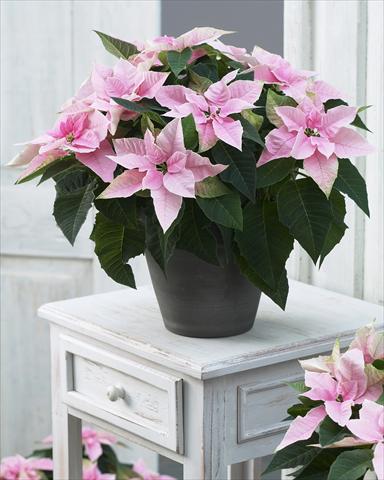 Photo de variété de fleurs à utiliser comme: Pot Poinsettia - Euphorbia pulcherrima Princettia® Pink