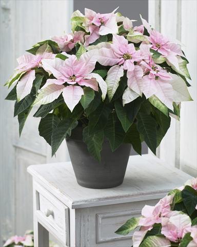 Photo de variété de fleurs à utiliser comme: Pot Poinsettia - Euphorbia pulcherrima Princettia® Soft Pink