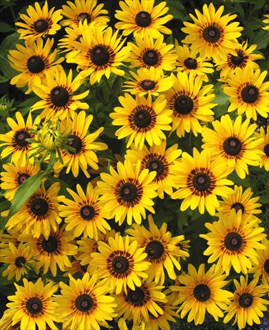 Photo de variété de fleurs à utiliser comme: Pot et Plante à massif Rudbeckia hirta Denver Daisy