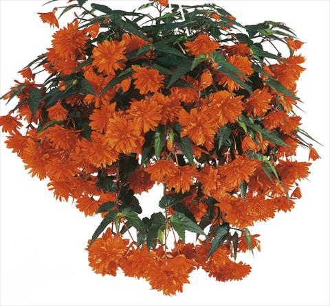 Photo de variété de fleurs à utiliser comme: Pot, patio, Suspension Begonia cultivars Orange DSG®