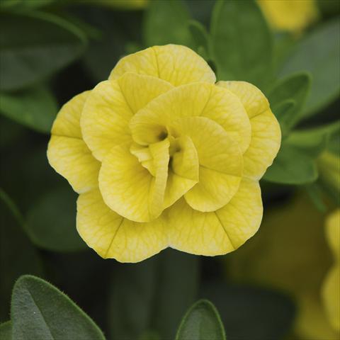 Photo de variété de fleurs à utiliser comme: Pot, Plante à massif, patio, Suspension Calibrachoa MiniFamous® Double Lemon sel®